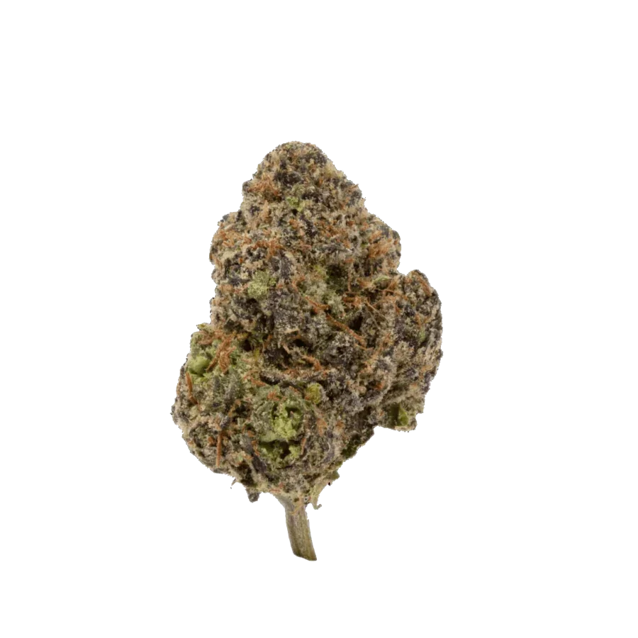A single bud of Blue Nerdz THCA Hemp Flower against a black background, showcasing its dense, furry appearance with a mix of brown, green, and purple hues.