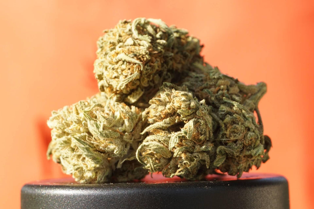 Close-up of affordable cannabis buds on a black container with orange background