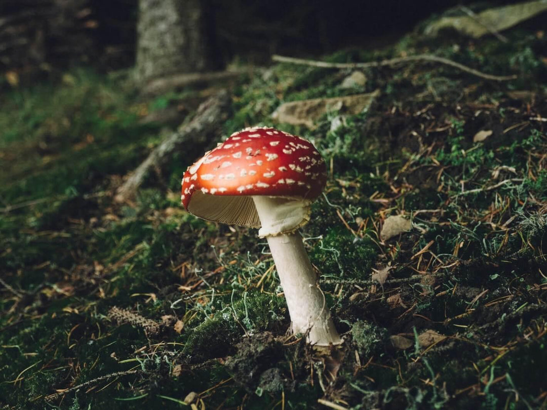Amanita muscaria mushroom with red cap and white spots growing in a forest on mossy ground