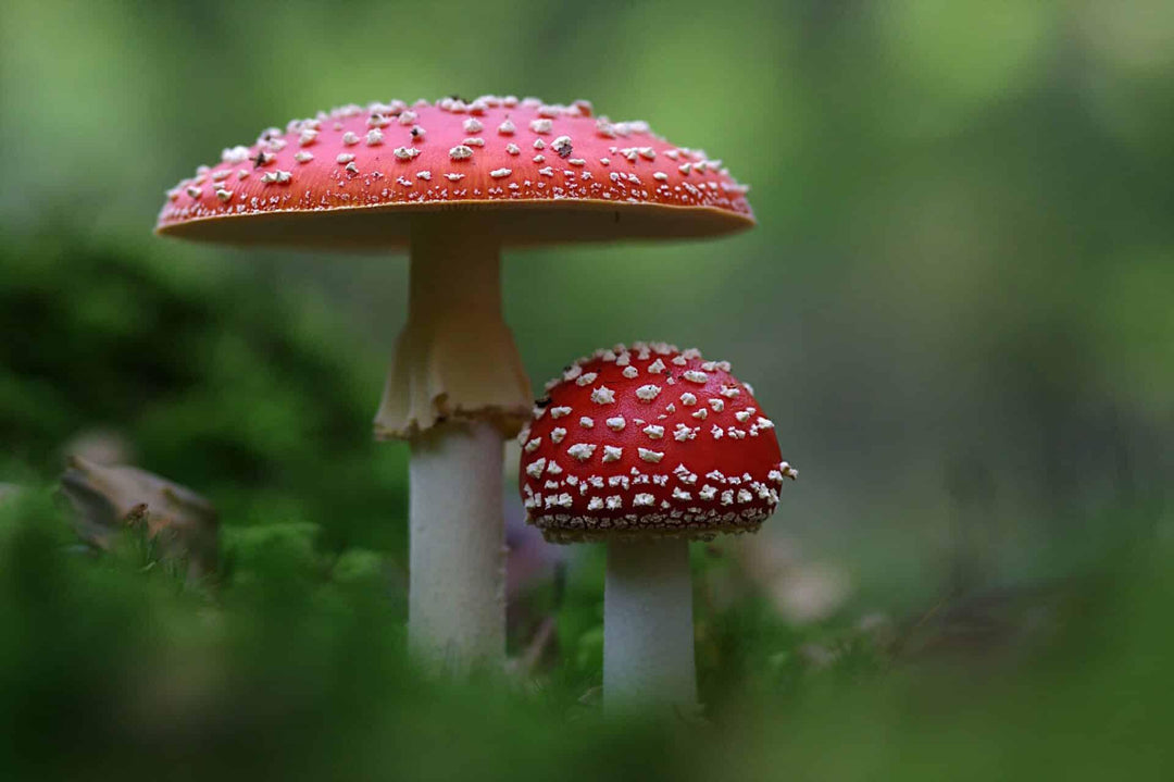 Two red Amanita muscaria mushrooms with white spots in a green forest setting