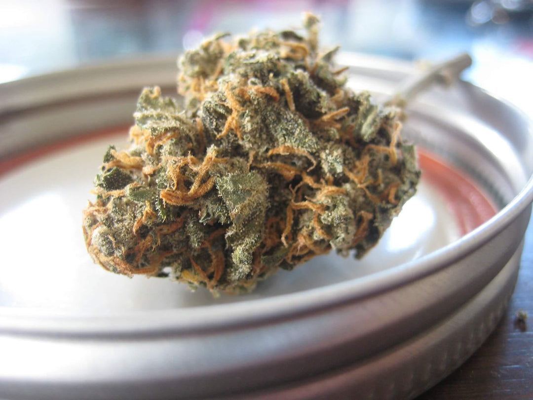 Close-up of cannabis bud with visible trichomes on a metal lid
