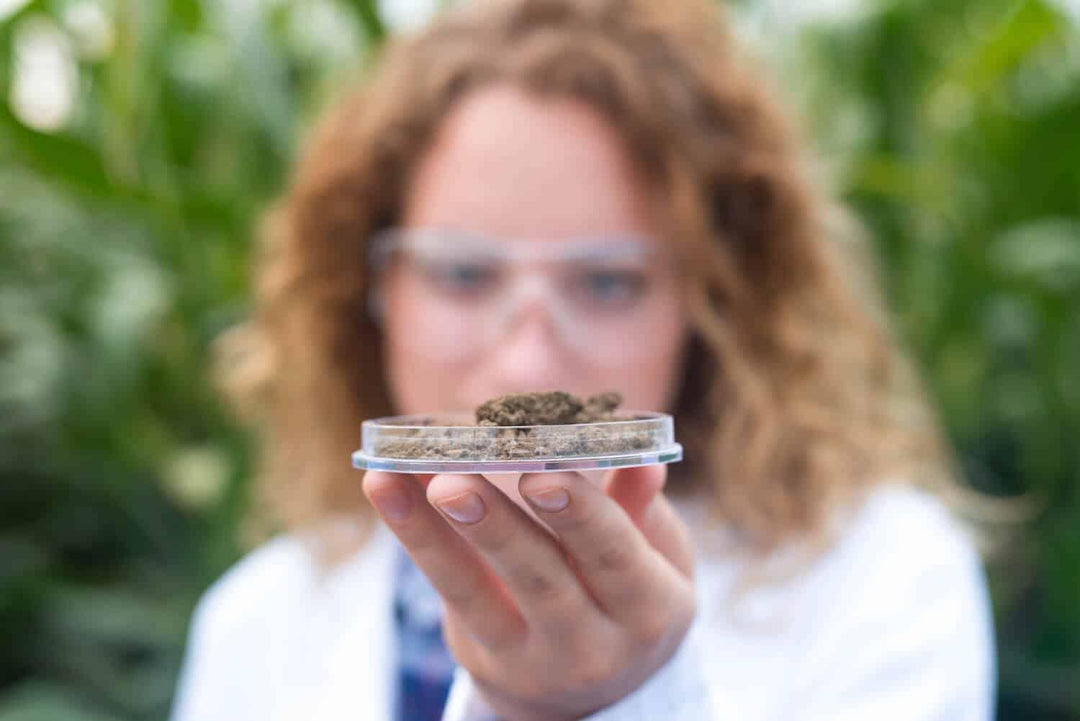 Scientist in lab coat holding soil sample in petri dish outdoors, cannabinoid research