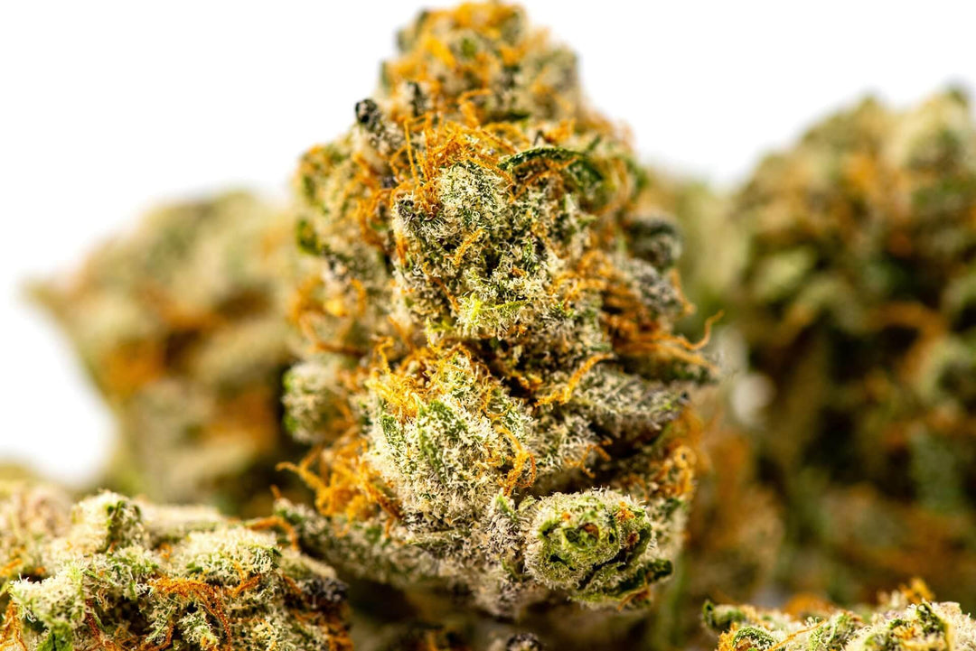 Close-up of cannabis bud with orange hairs and trichomes on a white background