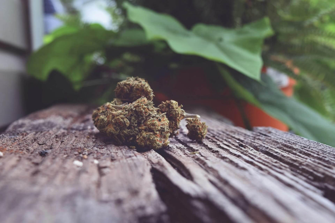 Cannabis buds on rustic wood with green plants in background outdoors