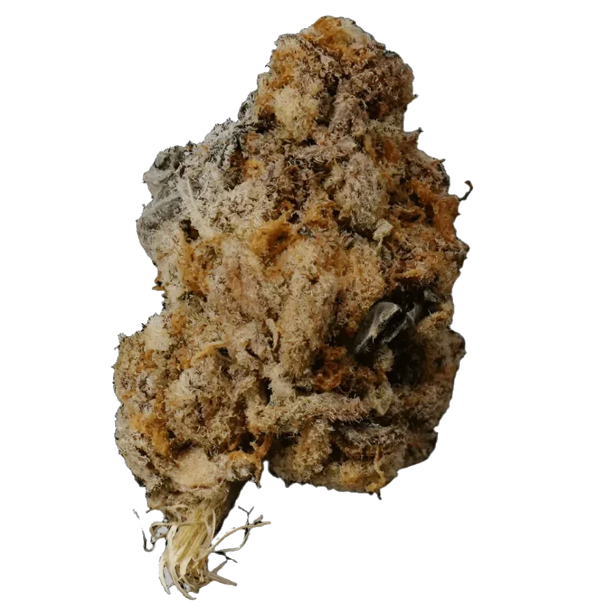 Close-up of dense cannabis bud with orange hairs and frosty trichomes on black background