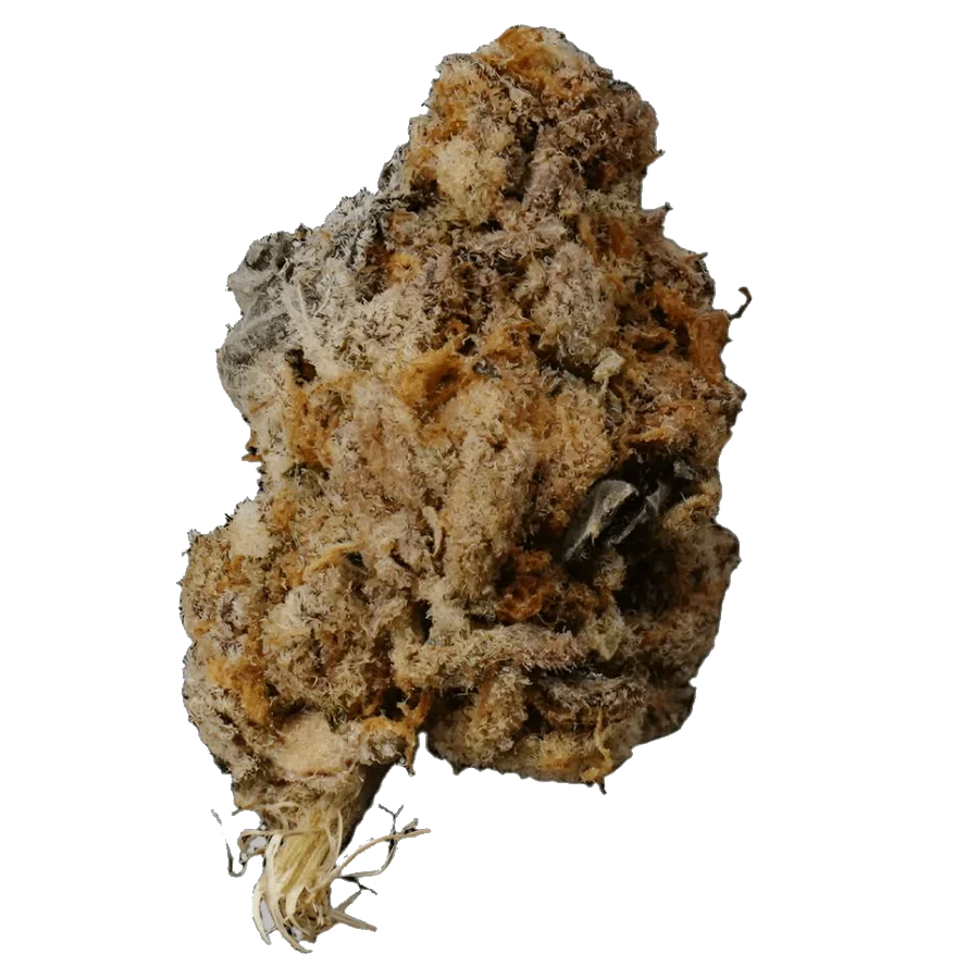 Cannabis for Energy: Strains & Products That Keep You Focused