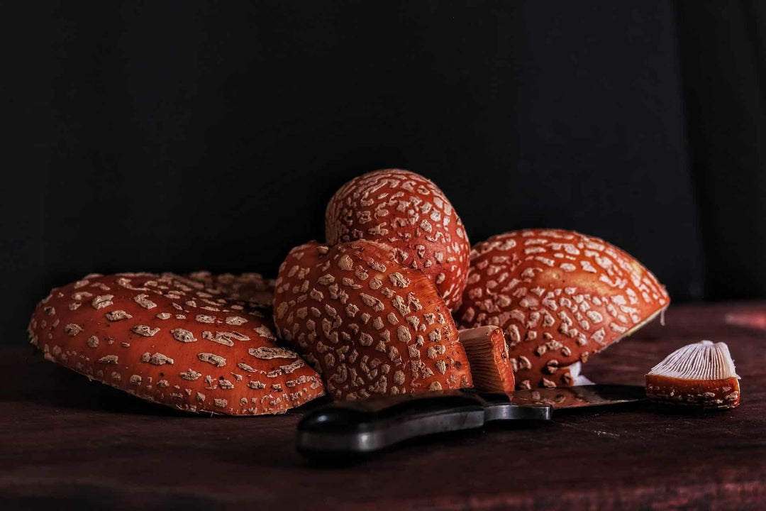 Fresh Amanita muscaria mushrooms and knife on dark wooden table