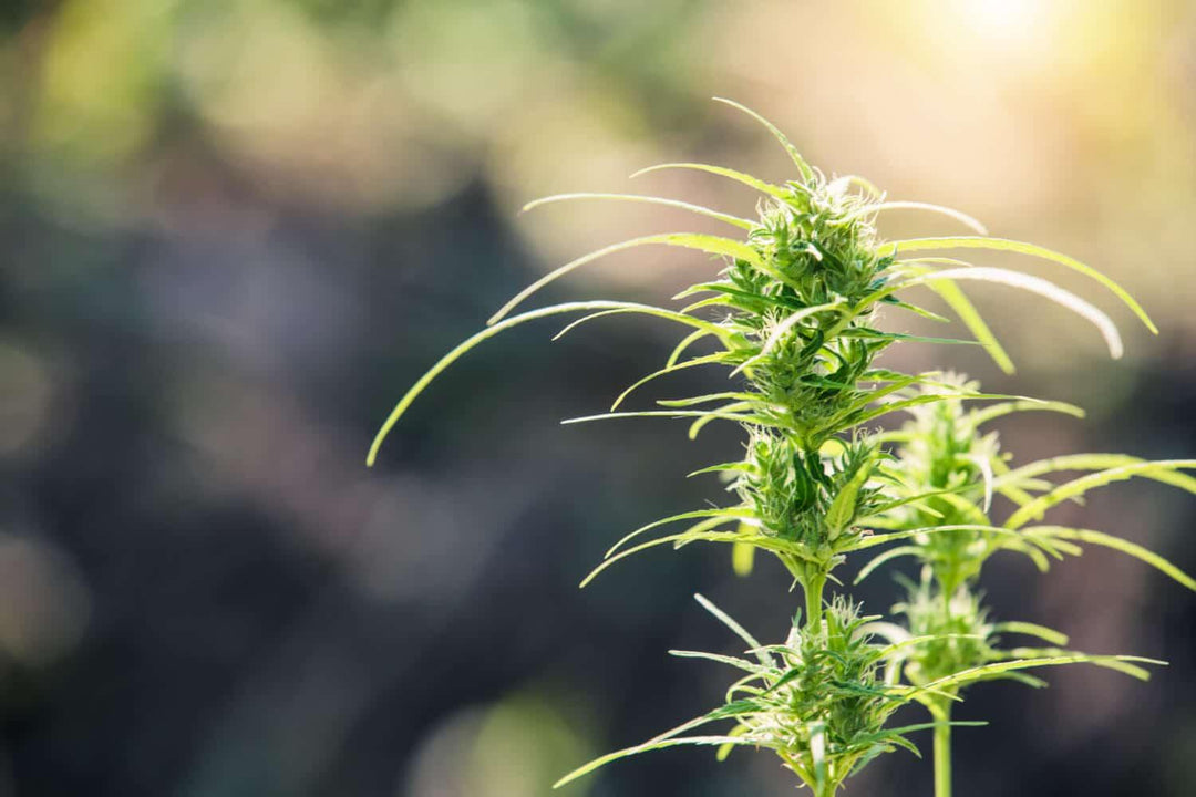Close-up of a green hemp plant growing outdoors in sunlight