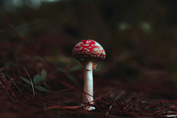 Image of Do Amanita muscaria mushroom gummies make you trip?