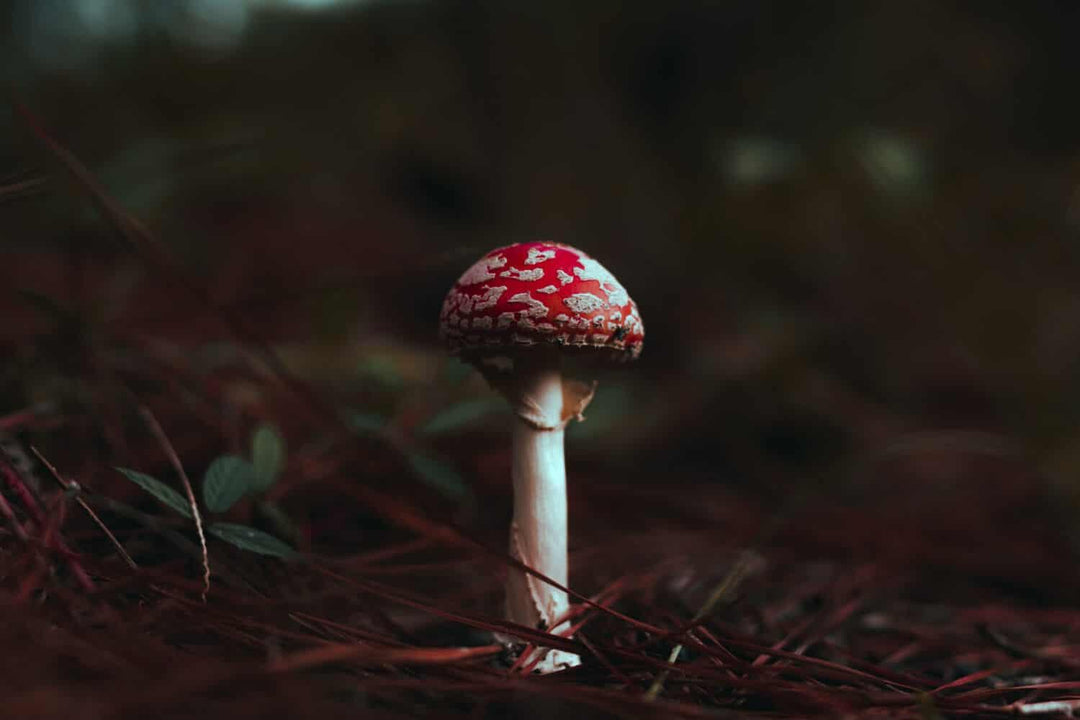 Red and white mushroom with spotted cap growing in forest undergrowth
