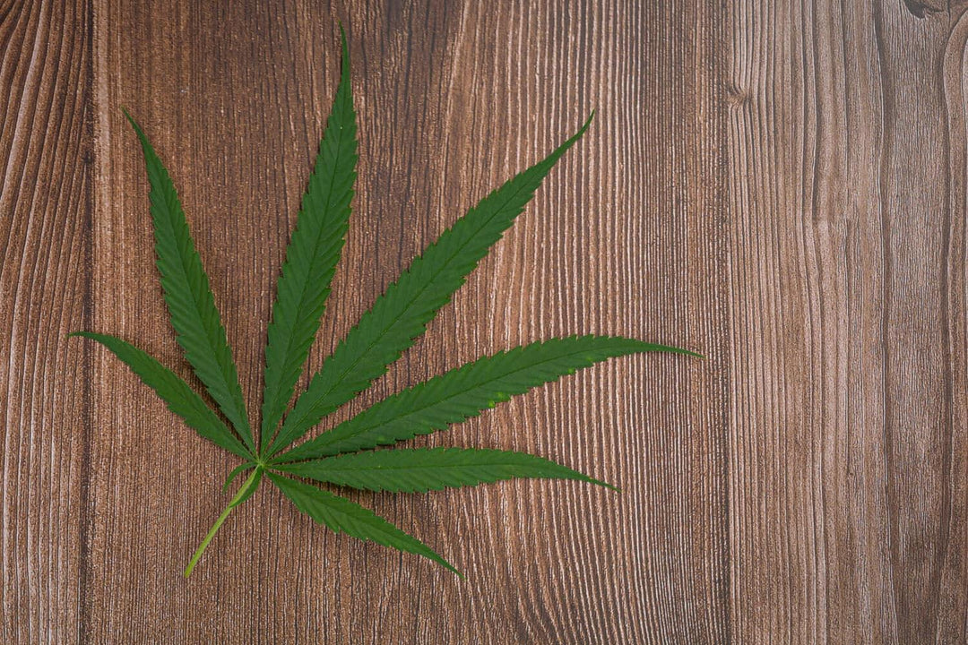 Green hemp leaf on a wooden background, cannabis plant macro closeup