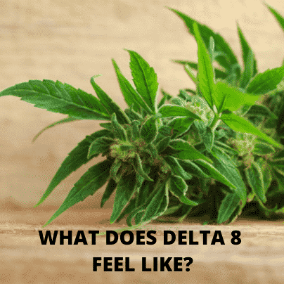 Fresh cannabis indica buds with text asking what delta 8 feels like, hemp plant background