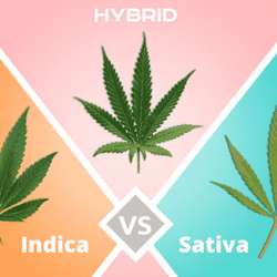 Image of Sativa vs Indica vs Hybrid Chart