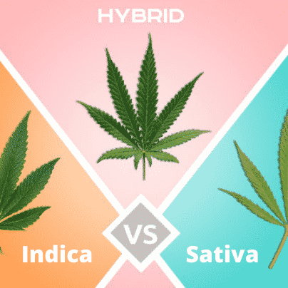 Indica vs Sativa vs Hybrid cannabis leaf comparison graphic with colored backgrounds