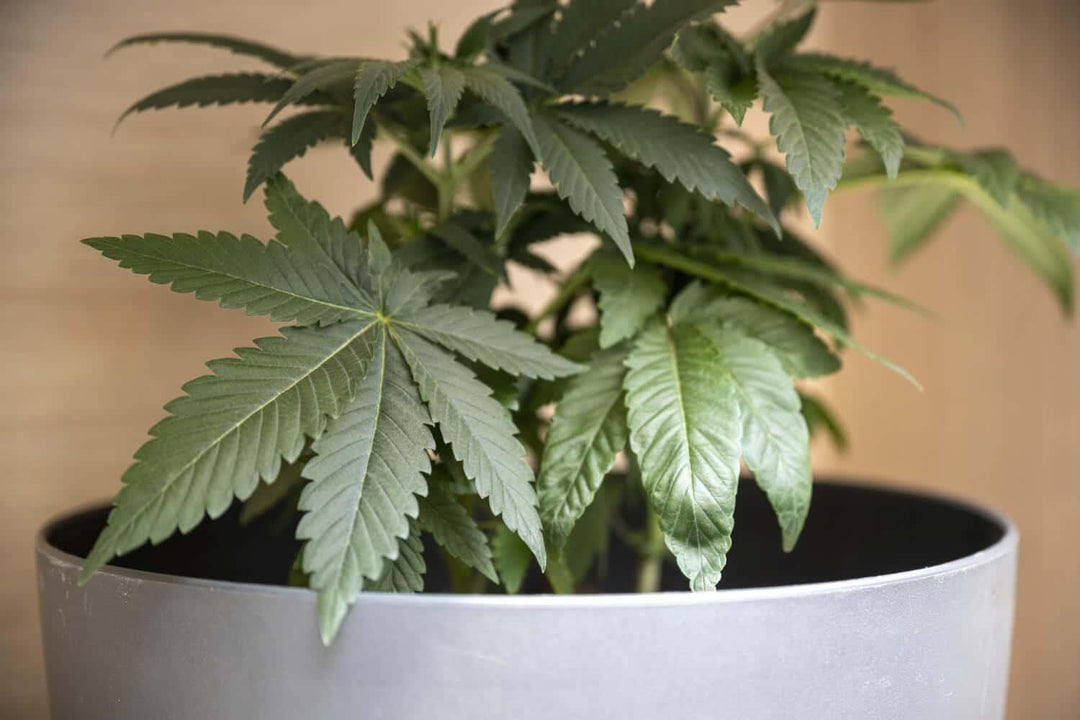 Indoor THCA flower cannabis plant with green leaves in a gray pot