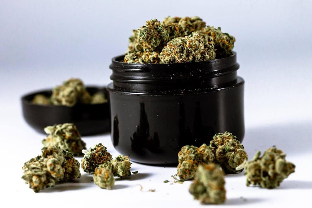 Black jar filled with green hemp buds, with loose buds scattered on white surface