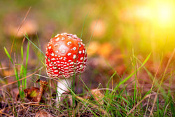 Image of Amanita muscaria microdosing for health and spiritual benefits