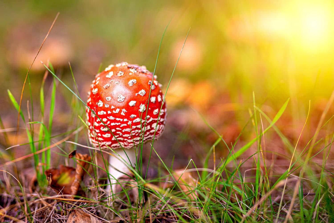 Fly agaric mushroom with red cap and white spots grows in green grass with sunlight