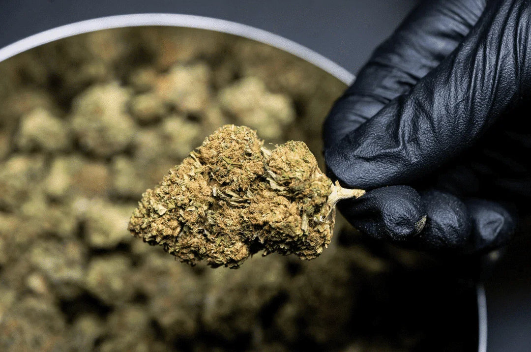 Hand in black glove holding cannabis flower bud over full jar of marijuana.