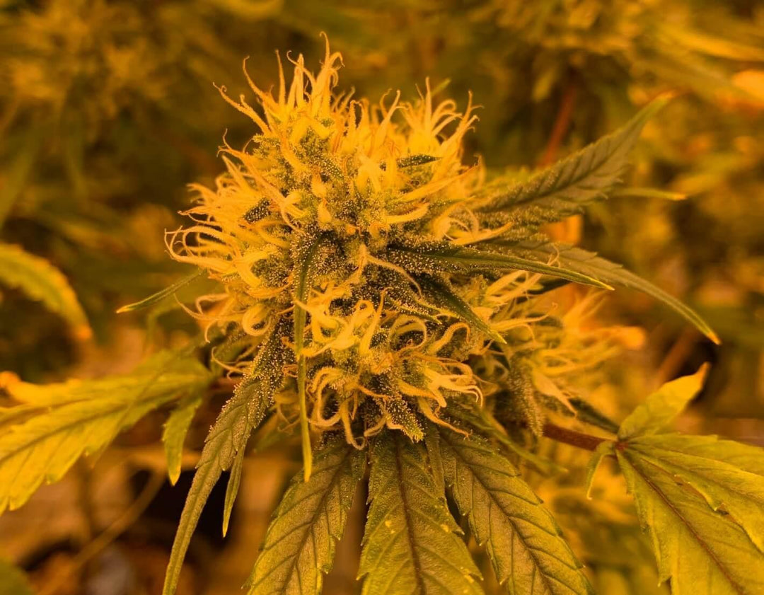 Mature cannabis plant with dense yellow buds and green leaves under grow lights