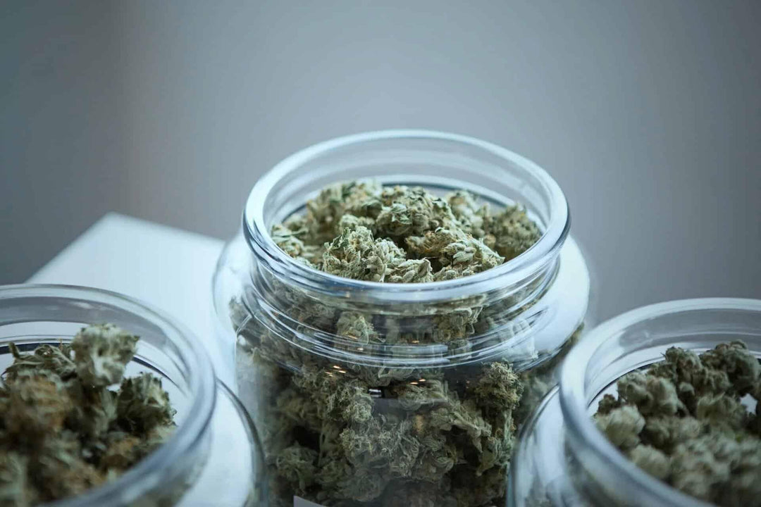 Glass jars filled with dried cannabis buds, showing marijuana flower storage