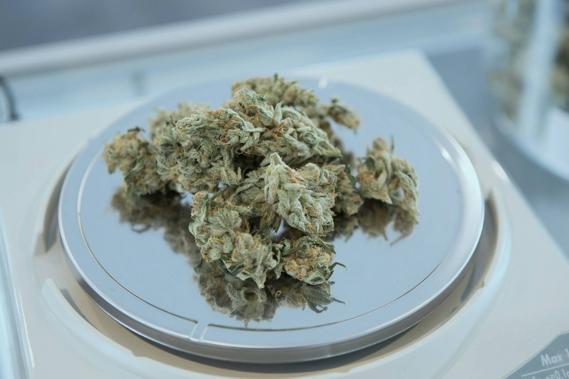 THCA flower show judges can distinguish a top-quality bud from a lower-quality or old one by appearance, texture, aroma, and taste