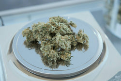 Image of THCA flower show judges can distinguish a top-quality bud from a lower-quality or old one by appearance, texture, aroma, and taste