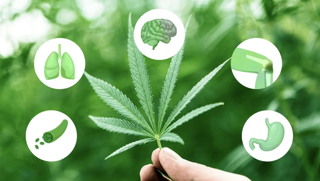 Hand holding cannabis leaf with icons of lungs, brain, joint, pepper, and stomach, green background