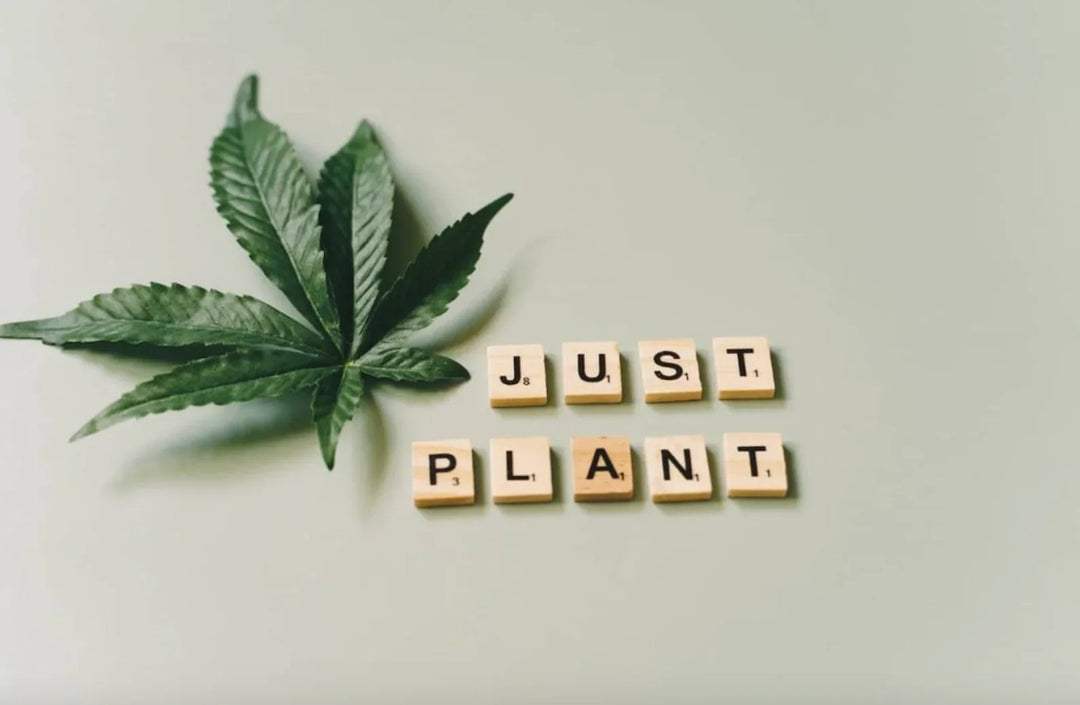 Cannabis leaf next to wooden tiles spelling 'JUST PLANT' on light background