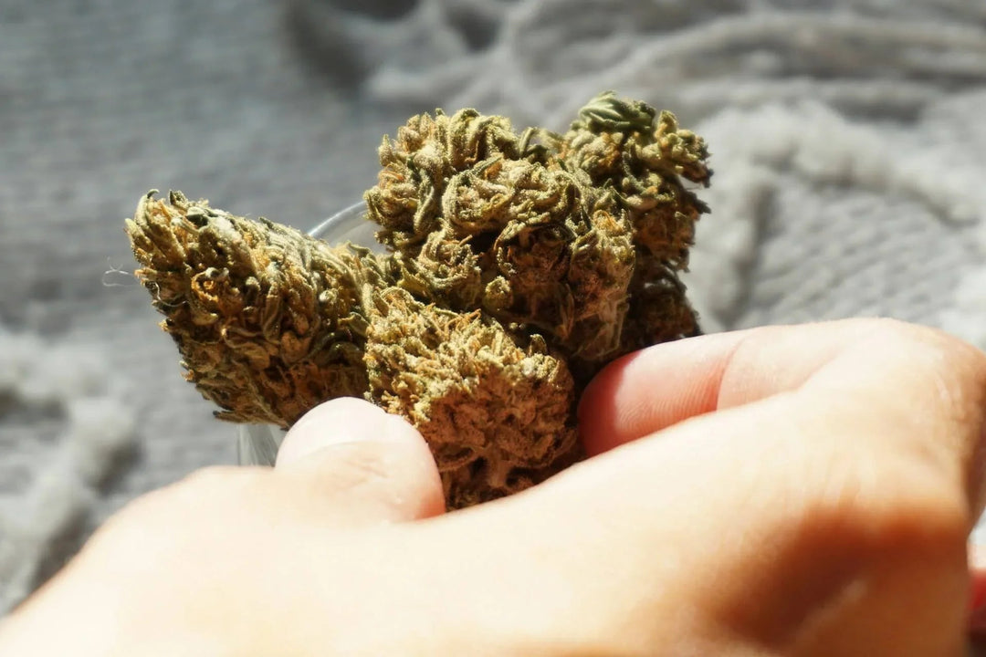 Hand holding THCA hemp buds with green and orange trichomes in natural light