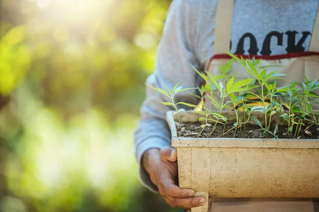 Person holding planter box with young THCA cannabis plants outdoors