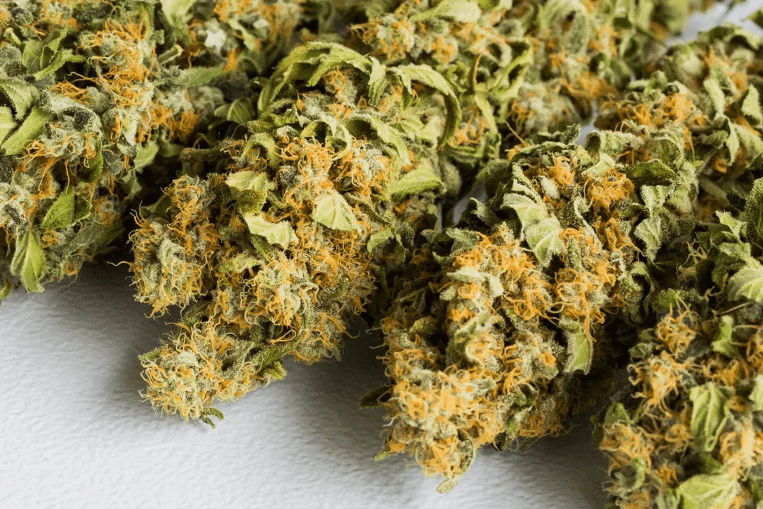 Close-up of THCA flower buds with green leaves and orange trichomes on a white surface