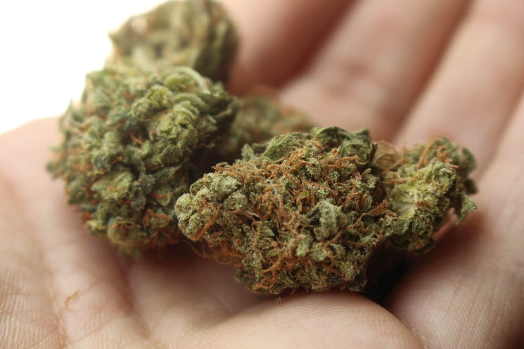 Close-up of cannabis buds in hand, showcasing green weed flowers and orange hairs