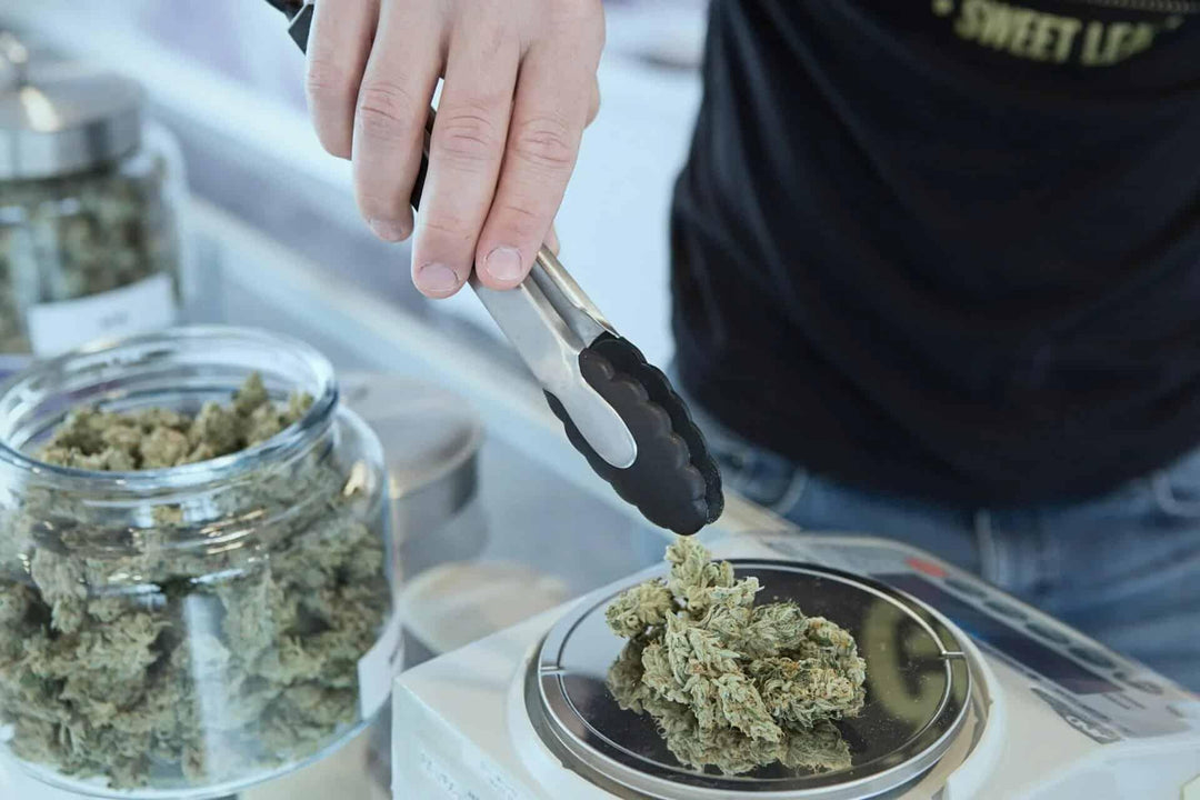 Person weighing hemp buds on digital scale with jars of hemp buds nearby