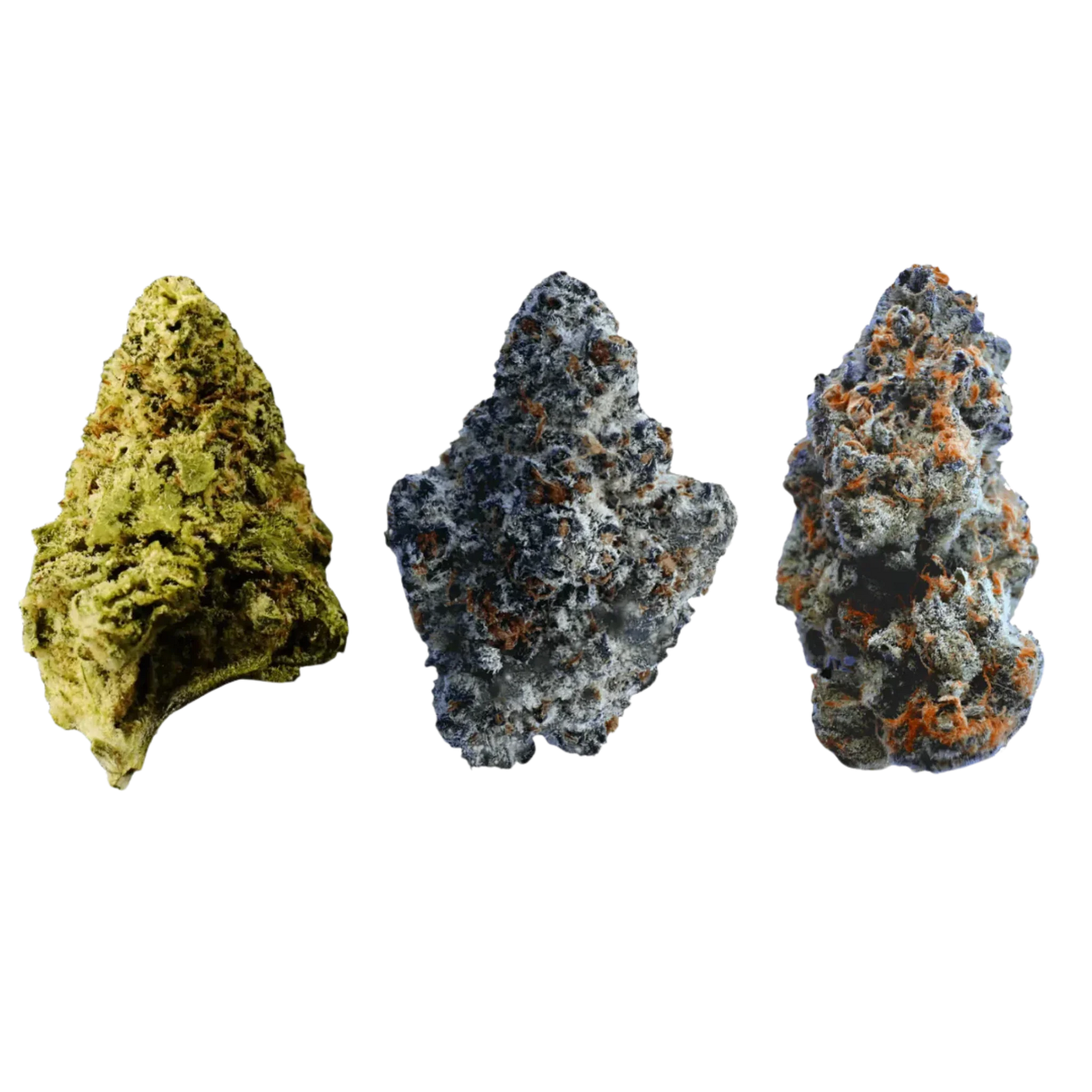Three colorful cannabis buds with frosty trichomes on a black background