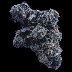 Image of Gambino Exotic Indoor THCA Hemp Flower Indica - Venera