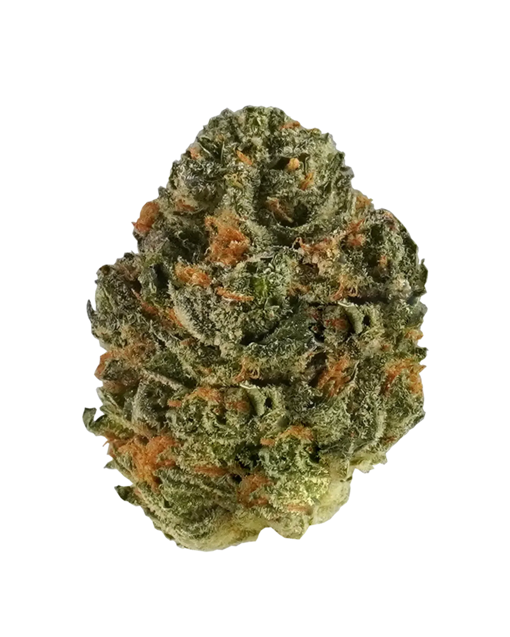 Close-up of Kush Mints cannabis bud with green and orange hairs on black background
