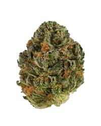 Close-up of Kush Mints cannabis bud with green and orange hairs on black background