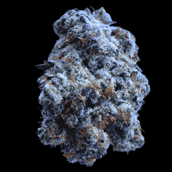 Image of Mandarin Mac Exotic Indoor THCA Hemp Flower Indica - Venera