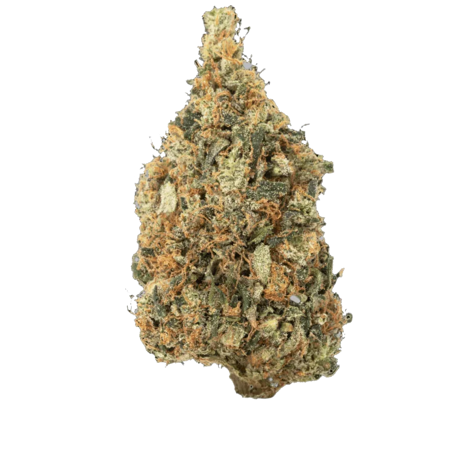 A dense, Christmas tree-shaped nug of Sunset Sherbert hemp flower with orange hairs and milky white trichomes against a black background.