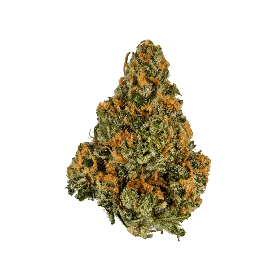 Close-up of Mango cannabis bud with orange hairs and frosty trichomes on black background