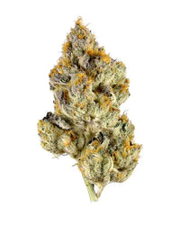 A dense, hand-shaped dark olive green nug with purple undertones and visible orange hairs and white crystal trichomes.