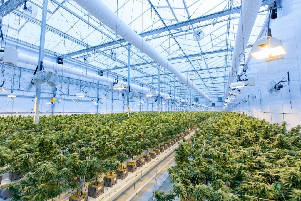 Setting up enclosed structures and investing in climate simulation systems are the first steps of cultivating greenhouse THCA flower 